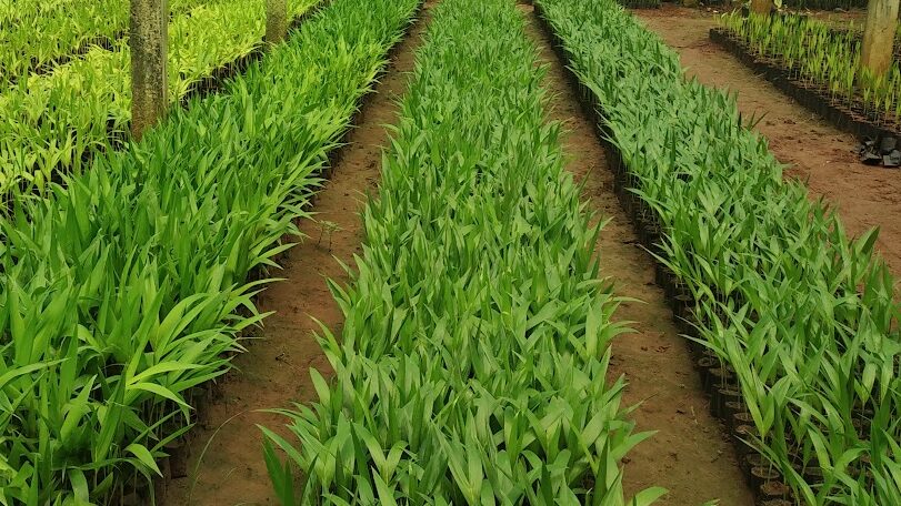 kadiyam Exotic Plants